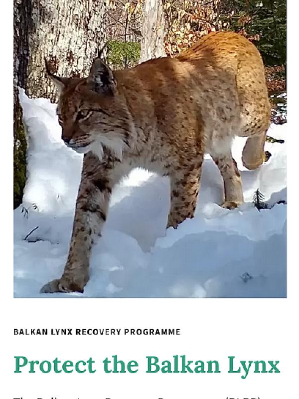 Albania, Kosovo* & North Macedonia: Balkan Lynx Recovery Programme